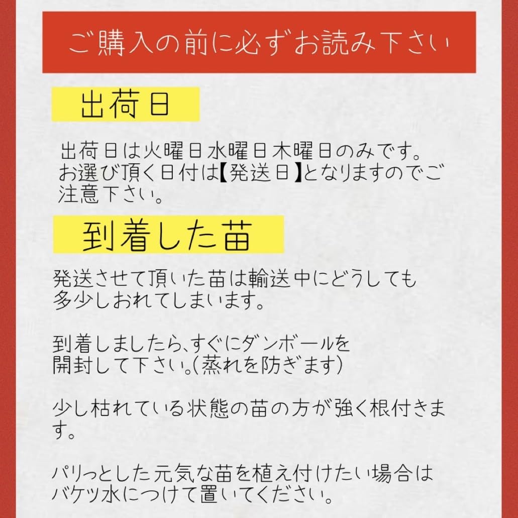 Amazon.co.jp: 【2026年発送】【予約販売】サツマイモ苗 紅はるか 切り